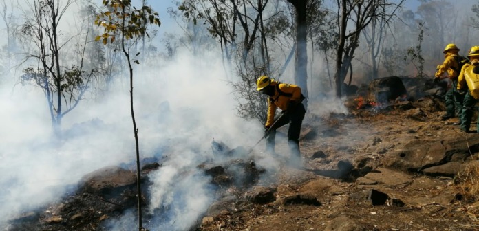 las-brigadas-de-probosque-muestran-compromiso-inquebrantable-para-combatir-los-incendios-forestales-en-el-edomex (1)
