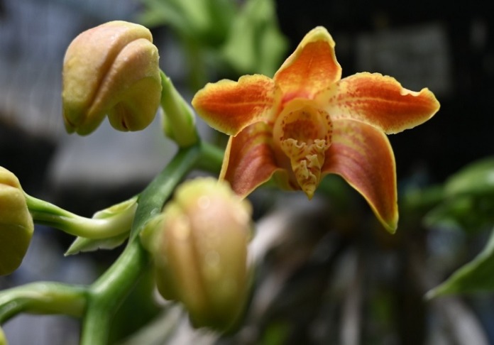 orquídea