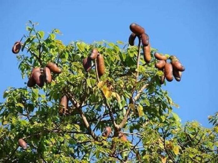 árbol coapinole